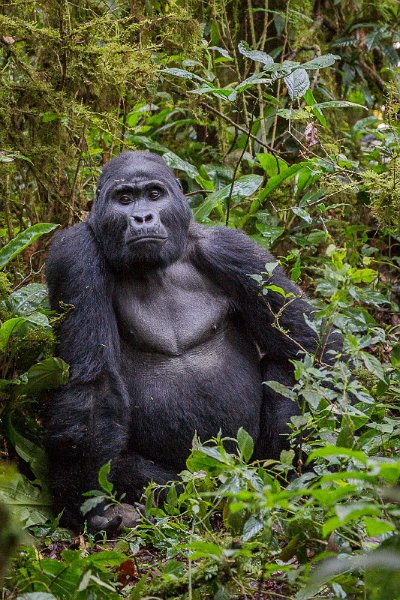51 Oeganda, Bwindi NP, gorilla.jpg